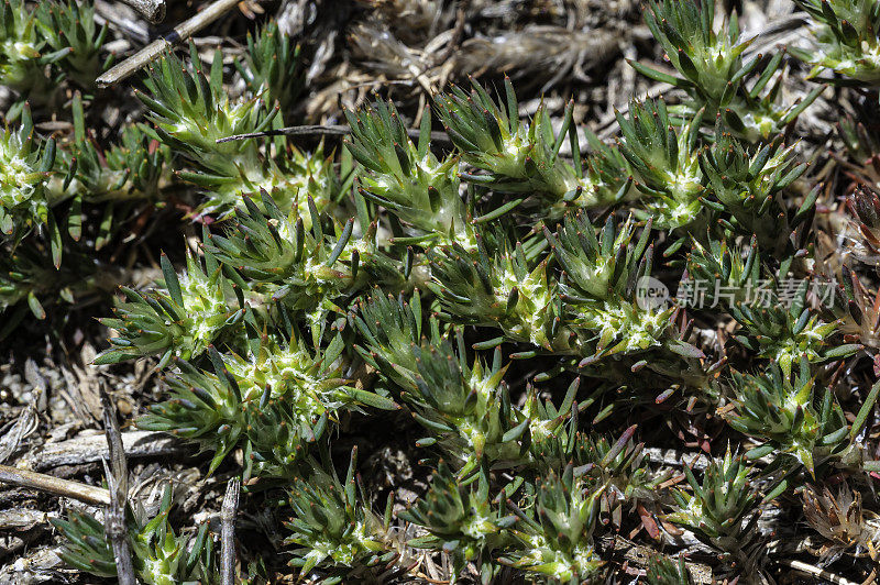 sandcarpet砂垫;ramosissimum, Bodega Head州立公园，索诺马县，加利福尼亚州;石竹科